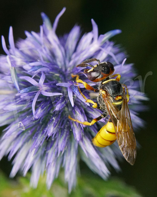 Bild: Bienenwolf, Philanthus triangulum, Weibchen, Crabronidae, Grabwespe, bee wolf, digger wasp, solitary wasp, Kugeldistel, Echinops