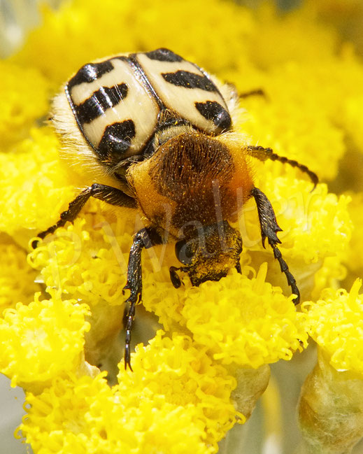 Bild: Gebänderter (?) Pinselkäfer, Trichius cf. fasciatus, Blatthornkäfer, Scarabaeidae, Coleoptera, Käfer, Strohblume