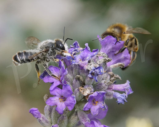 Bild: Platterbsen-Mörtelbiene, Megachile ericetorum, Banded Mud Bee, Männchen an einer Blüte vom Lavendel, Lavender, Megachilidae