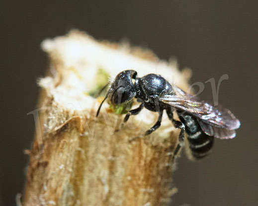 Bild: Schwarzspornige Stängel-Mauerbiene, Stängelbiene, Hoplitis leucomelana, Osmia leucomelana, markhaltiger Stängel, Wildbiene, Marknister, Markbewohner, Pflanzenmörtel, Verschluss
