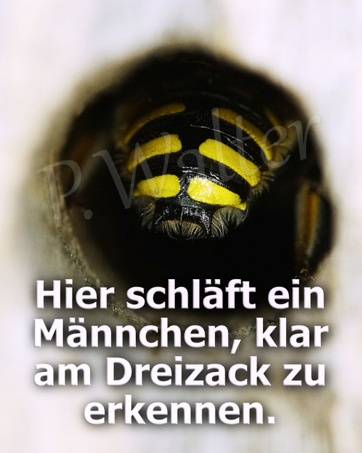 Bild: Garten-Wollbiene, Männchen, Anthidium manicatum, Wildbiene, Bihrloch, Holz, Insektenhotel, Insektennisthilfe, beehotel