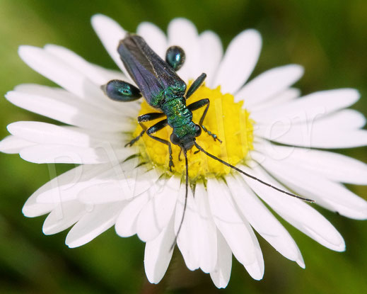 Bild: Blaugrüner Schenkelkäfer, Grüner Scheinbockkäfer, Oedemera nobilis, Käfer, Coleoptera, Männchen am Gäsenblümchen, Bellis perennis