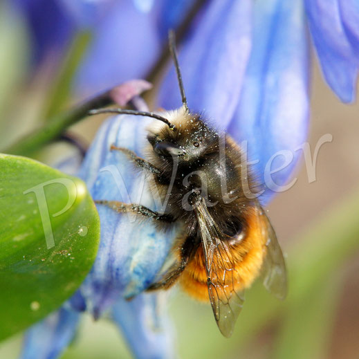 Bild: Gehörnte Mauerbiene, Osmia cornuta, Blausternchen, Scilla siberica, Sibirischer Blaustern, Nickende Sternhyazinthe, Wildbiene, Frühblüher, Blüte