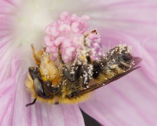 Bild: Garten-Blattschneiderbiene, Megachile willughbiella, Männchen schläft  der Malvenblüte