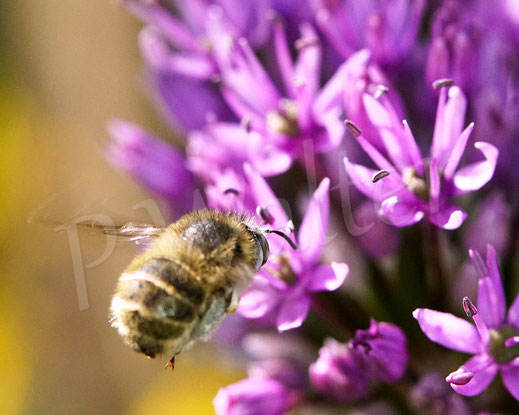 Bild: Vierfleck-Pelzbiene, Anthophora quadrimaculata, Weibchen an einem Allium, Lauch, Wildbiene, Blüte