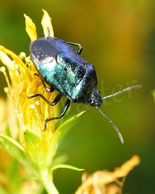 Bild: Blaugrüne Baumwanze,  Zicrona caerulea