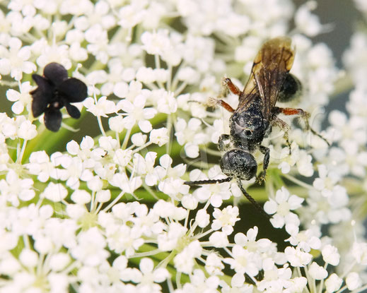 Bild: Gemeine Rollwespe, Tiphia cf. femorata, Wilde Möhre, Daucus carota subsp. carota, Doldenblütler, Apiaceae