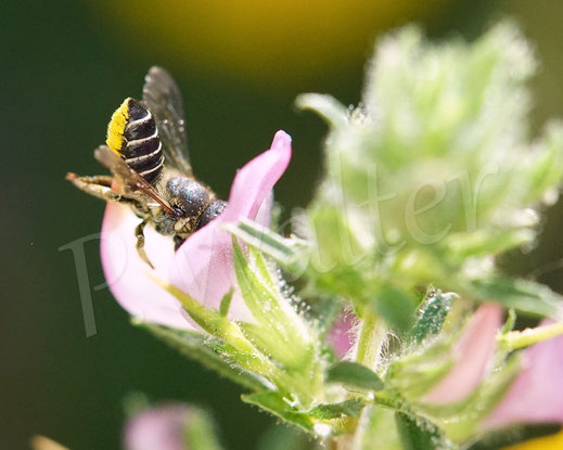 Bild: Luzerne-Blattschneiderbiene, Megachile rotundata, Weibchen, Megachilidae, Wildbiene, Dornige Hauhechel, Ononis spinosa, Schmetterlingsblütler, Faboideae, Hülsenfrüchtler, Fabaceae, Blüte, Nektar, Pollen