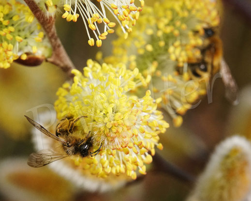 Bild: Gewöhnliche Bindensandbiene, Andrena flavipes, miningbee Wildbiene Wildbienen wildbee Weidenkätzchen Kätzchenweide wildbee willow, Salweide, Salix caprea