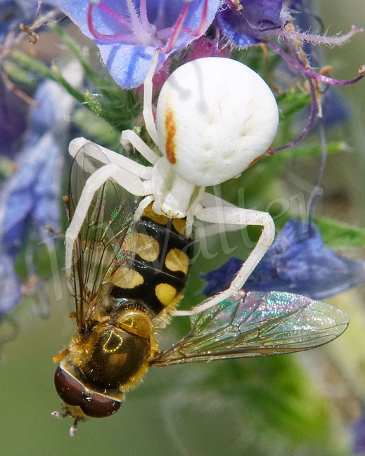 Bild: Veränderliche Krabbenspinne, Misumena vatia, Araneae, Thomisida, Spinnen, Beute, goldenrod crab spider, Natternkopf, Echium vulgare