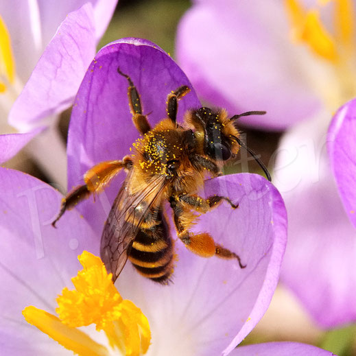 Bild: Gewöhnliche Bindensandbiene, Gemeine Sandbiene, Andrena flavipes, Weibchen, erste Generation, Krokus, crocus, Wildbiene, Blüte, Schwertliliengewächse, Iridaceae, Frühblüher