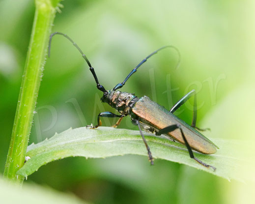 Bild: Moschusbock, Moschusbockkäfer, Aromia moschata, Männchen, musk beetle, Bockkäfer, Käfer, bug, beetle, Coleoptera, Cerambycidae