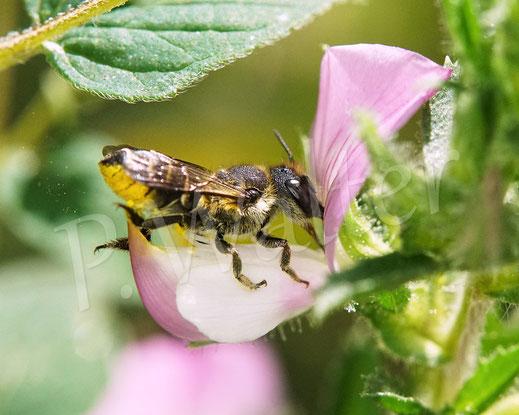 Bild: Luzerne-Blattschneiderbiene, Megachile rotundata, Weibchen, Megachilidae, Wildbiene, Dornige Hauhechel, Ononis spinosa, Schmetterlingsblütler, Faboideae, Hülsenfrüchtler, Fabaceae, Blüte, Nektar, Pollen