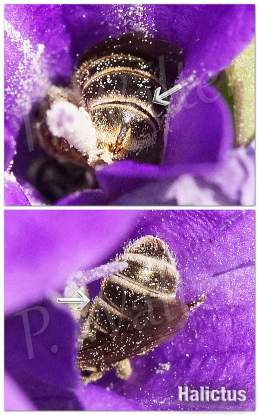Bild: Tergitbehaarung, Bindenbehaarung, Furchenbienen, Halictus, end-banded furrow bee, Bestimmungshilfe Wildbienen