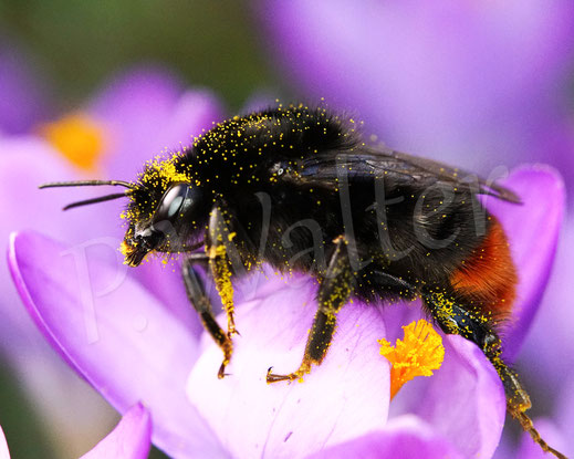 Bild: Steinhummelkönigin, Bombus lapidarius, Weibchen, Krokus, crocus, Wildbiene, Blüte, Schwertliliengewächse, Iridaceae, Frühblüher