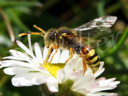 Bild: Gemeine / Gewöhnliche Wespenbiene, Nomada fucata, Männchen, auf Gänseblümchen, Bellis perennis