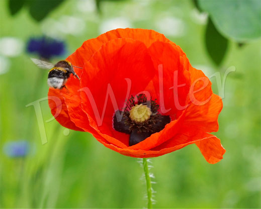 Bild: Erdhummel, Bombus terrestris, Flug, Abflug, Mohnblüte, Papaver, Wildbiene, Klatschmohn