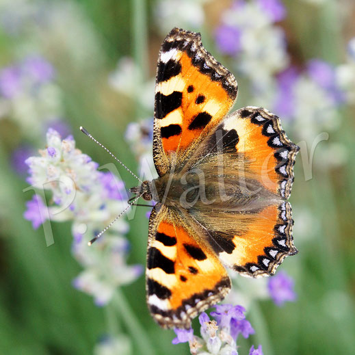 Bild: Kleiner Fuchs, Aglais urticae, Schmetterling, Tagfalter, am Lavendel