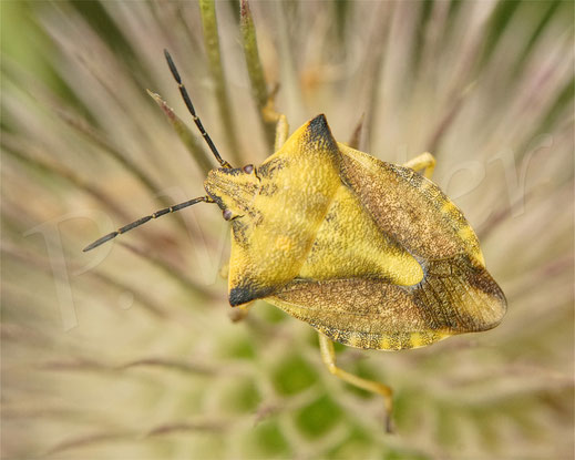 Bild: Purpur-Fruchtwanze, Carpocoris cf. purpureipennis, oder Nördliche Fruchtwanze, Carpocoris cf. fuscispinus - an der Blüte der Wilden Karde