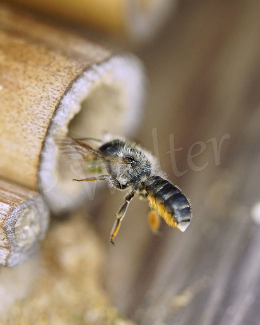 Bild : Schöterich-Mauerbiene, Weibchen, Osmia brevicornis, Wildbiene, oligolektisch, Bambusröhrchen, Nistplatz, Pflanzenmörtel