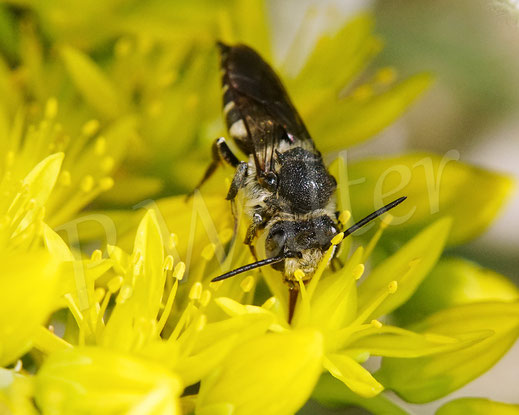 Bild: Langschwanz-Kegelbiene, Weibchen, Coelioxys elongata, Megachilidae, Kuckucksbiene, cuckoo bee, Dull-vented Sharp-tailed Bee, Tripmadam, Felsen-Fetthene, Fetthenne, Sedum reflexum