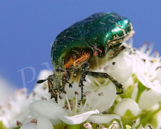 Bild: Goldglänzender oder Gemeiner Rosenkäfer, Cetonia aurata, Weißdorn, Crataegus, Cetoniinae, Blatthornkäfer, Scarabaeidae, Käfer, Coleoptera, Blüte