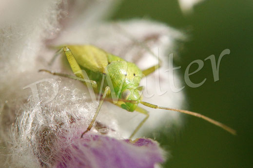 Bild: eine Weichwanze, Miridae spec., am Woll-Ziest