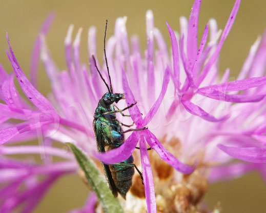 Bild: Blaugrüner Schenkelkäfer, Grüner Scheinbockkäfer, Oedemera nobilis, Käfer, Coleoptera, Weibchen, Wiesen-Flockenblume, Centaurea jacea