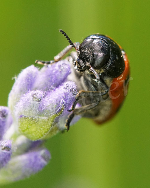 Bild: Roter Ameisen-Sackkäfer, Ameisen-Blattkäfer, Clytra laeviuscula, Käfer, Coleoptera, Familie Blattkäfer, Chrysomelidae