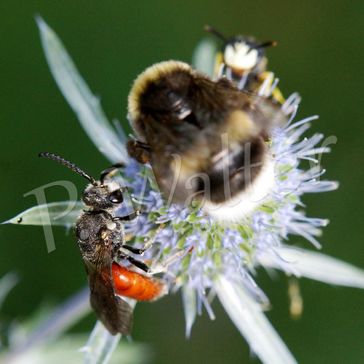 Bild: Große Blutbiene, Sphecodes albilabris, Männchen an der Edeldistel, Mannstreu, Eryngium, im Hintergrund ein Bienenwolf