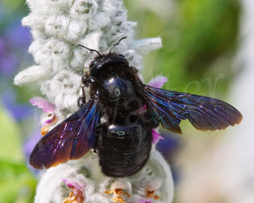 Bild: Blauschwarze Holzbiene, Große Holzbiene, Xylocopa violacea, Weibchen, Woll-Ziest, Stachys byzantina