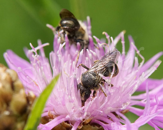Bild: Punktierte Düsterbiene, Stelis punctulatissima, Mauerbienenmännchen, Wiesen-Flockenblume, Blüte, Centaurea jacea, Wildbienen, Korbblütler