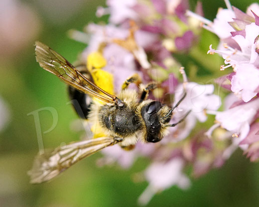 Bild: Gewöhnliche Bindensandbiene, Gemeine Sandbiene, Andrena flavipes, Weibchen, zweite Generation, Gemeiner Dost, Oregano, Wildbiene, Blüte, Lippenblütler, Lamiaceae