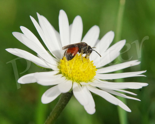 Bild: Blutbiene am Gänseblümchen, Wildbiene, Sphecodes spec., Bellis perennis, Nektar trinken, Buckelbiene