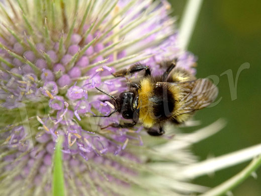 Bild: eine Gartenhummel, Bombus hortorum, oder eine Feldhummel, Bombus ruderatus, an der Wilden Karde, Dipsacus fullonum