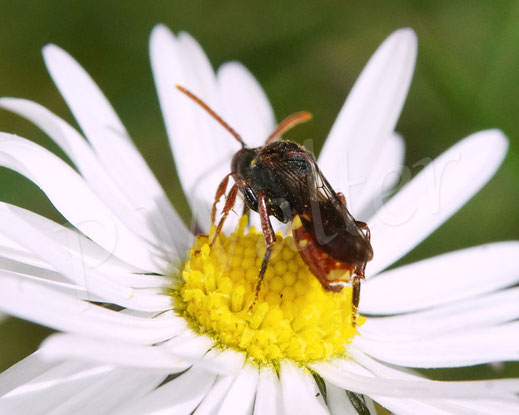 Bild: Rötliche Wespenbiene, Nomada cf. ferruginata, Weibchen, Gänseblümchen, Daisy, Korbblütler, Asteracea, Wildbiene, cuckoobee, Kuckucksbiene, nomad bee
