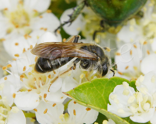 Bild: Gelbbeinige Kiel-Sandbiene, Goldbeinige Sandbiene, Andrena chrysosceles, Feuerdorn, Pyracantha, Wildbiene