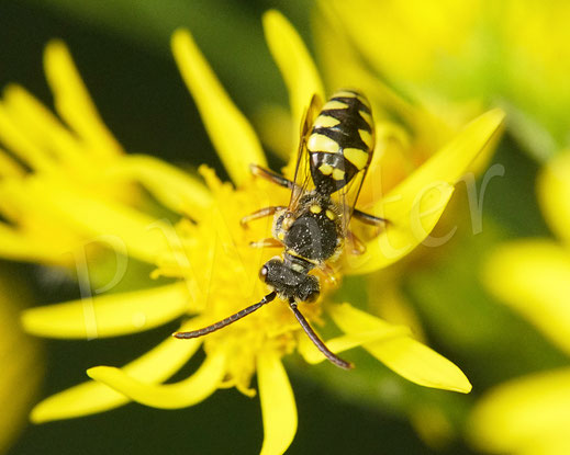 Bild: Wespenbiene, Männchen, am Jakobskreuzkraut, Senecio jacobaea, Wildbiene, Kuckucksbiene, Nomada spec.