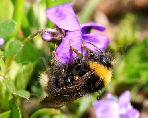 Bild: wahrscheinlich eine Wald-Kuckuckshummel, Bombus cf. silvestris, am Veilchen, Violoideae