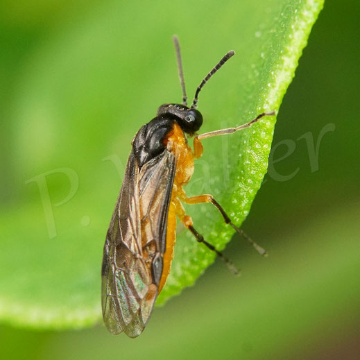 Bild: wahrscheinlich die Blattwespe Athalia lugens, Echte Blattwespen, Tenthredinidae, Pflanzenwespensawfly
