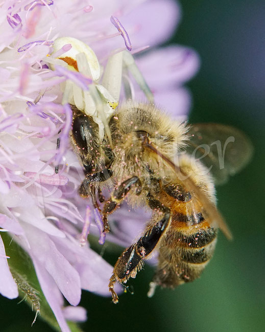 Bild: Veränderliche Krabbenspinne, Misumena vatia, Araneae, Thomisida, Spinnen, Beute, goldenrod crab spider, Acker-Witwenblume, Knautia arvensis, Wiesen-Witwenblume