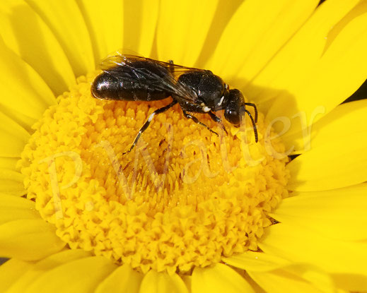 Bild: Rainfarn-Maskenbiene, Hylaeus nigritus, hier ein Weibchen, Färberhundskamille, Anthemis tinctoria, Korbblütler, Asteraceae, Blüte, Wildbiene, wildbee, yellow-face bee