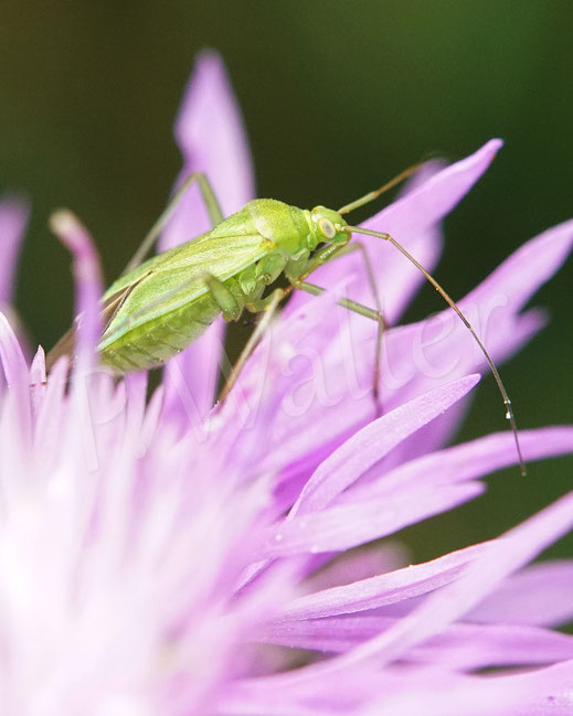 Bild: eine Weichwanze, Miridae spec., an einer Flockenblume