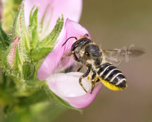 Bild: Luzerne-Blattschneiderbiene, Megachile rotundata, Weibchen, Megachilidae, Wildbiene, Dornige Hauhechel, Ononis spinosa, Schmetterlingsblütler, Faboideae, Hülsenfrüchtler, Fabaceae, Blüte, Nektar, Pollen