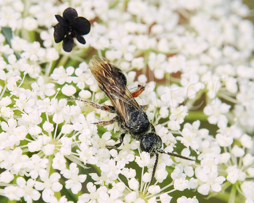 Bild: Gemeine Rollwespe, Tiphia cf. femorata, Wilde Möhre, Daucus carota subsp. carota, Doldenblütler, Apiaceae