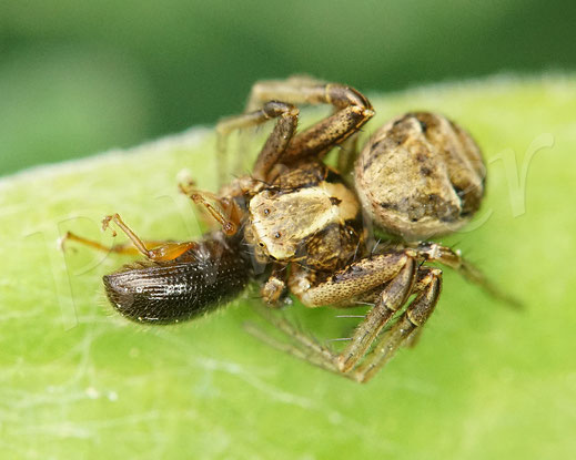 Bild: Braune Krabbenspinne / Buschkrabbenspinne mit Käferbeute, Spinne crab spider Xysticus cristatus Käfer beetle bug