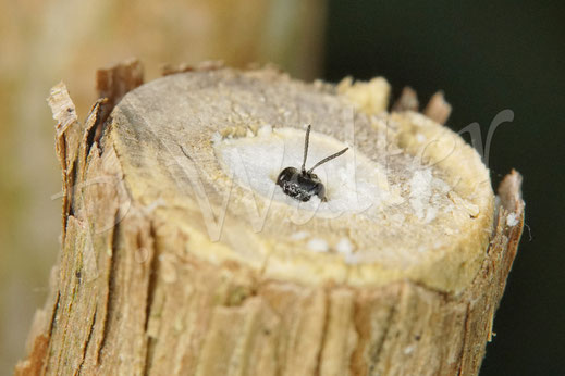 29.05.2020 : die markhaltigen Stengel sind angenommen worden, hier eine kleine Grabwespe, die wahrscheinlich Läuse fängt