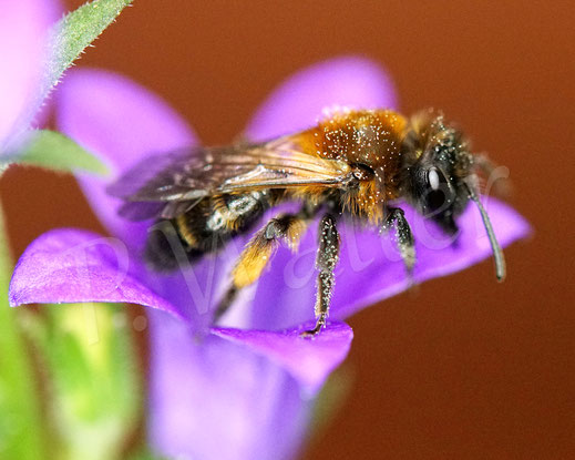 Bild: Zweifarbige Sandbiene, Andrena bicolor, miningbee, Wildbiene, zweite Generation, bivoltin, Sommergeneration, Glockenblume, Campanula, Apidae, Hymenoptera