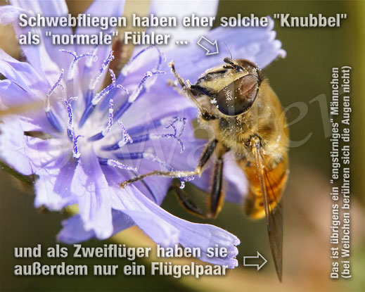 Bild: Unterschied Schwebfliege - Wildbiene - anhand der Fühler