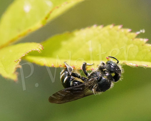 Bild: Schwarzspornige Stängel-Mauerbiene, Stängelbiene, Hoplitis leucomelana, Osmia leucomelana, Wildbiene, Pflanzenmörtel
